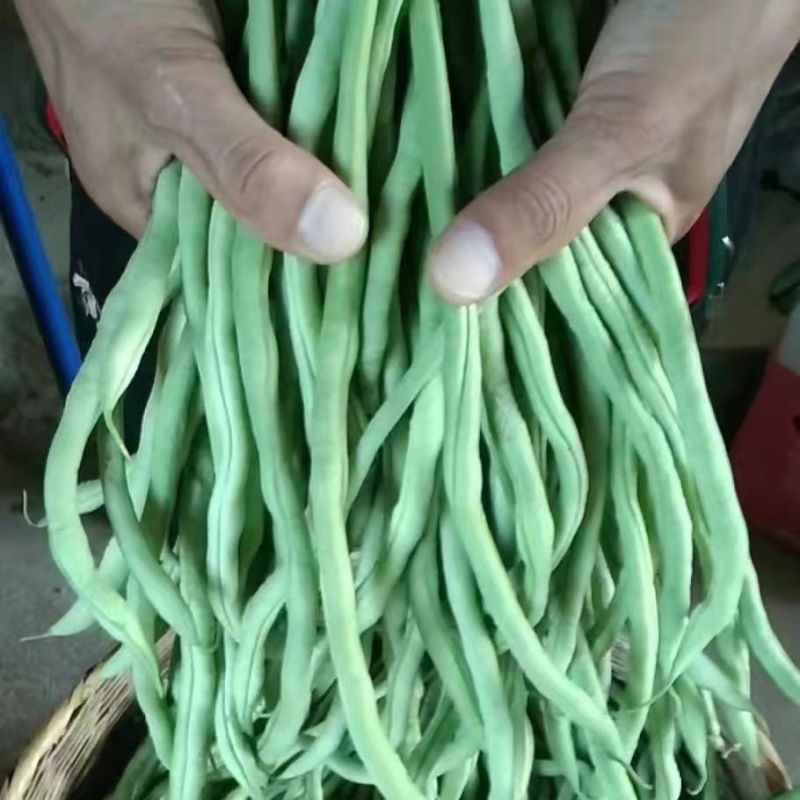 精品无筋豆山东聊城莘县无筋豆现货供应视频看货
