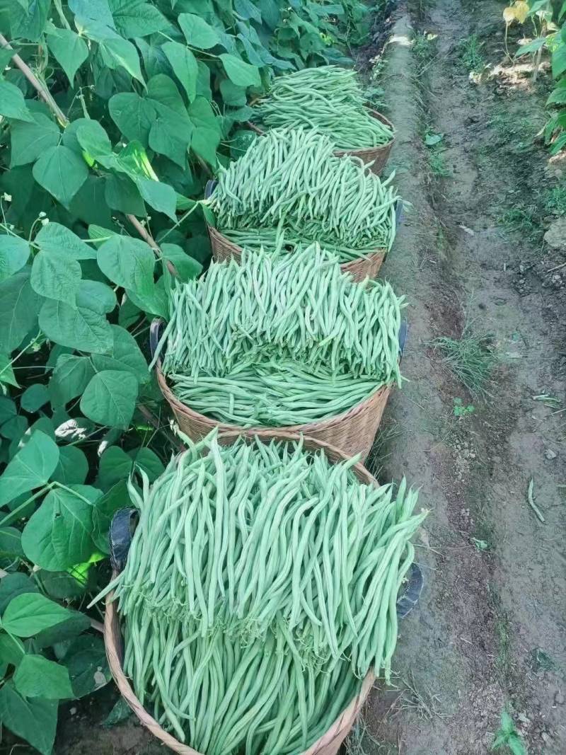 精品无筋豆山东聊城莘县无筋豆现货供应视频看货