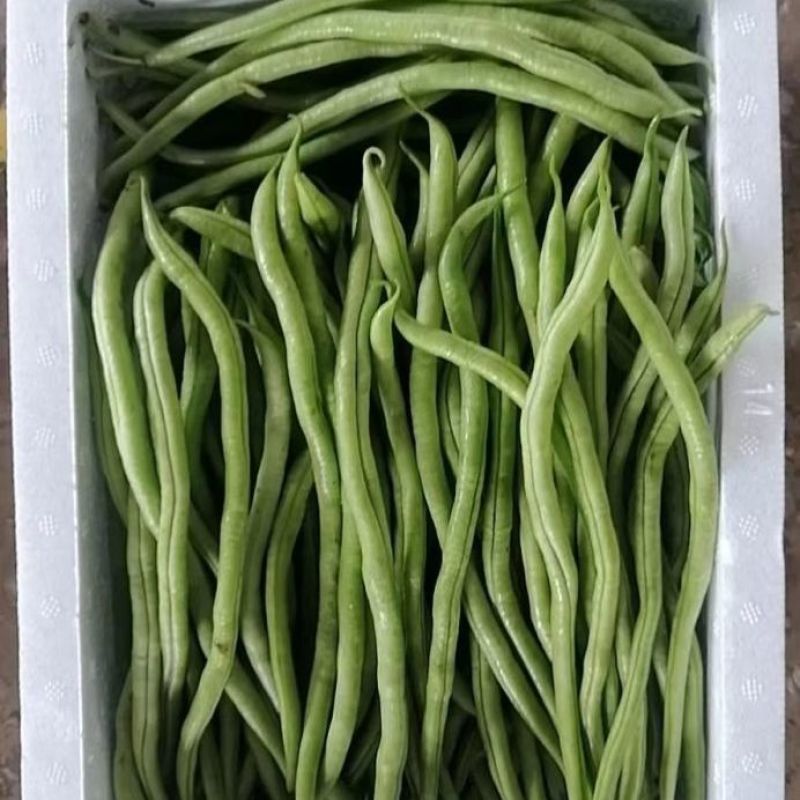 精品无筋豆山东聊城莘县无筋豆现货供应视频看货