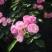 藤本月季/爬藤月季/蔷薇花苗/四季开花/庭院阳台