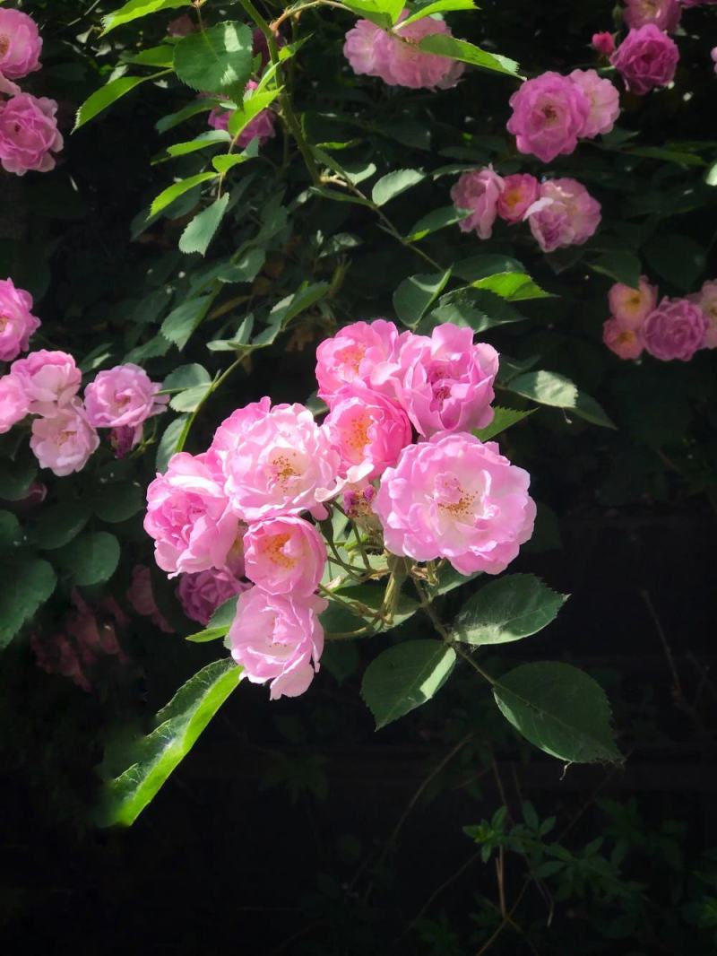 藤本月季/爬藤月季/蔷薇花苗/四季开花/庭院阳台