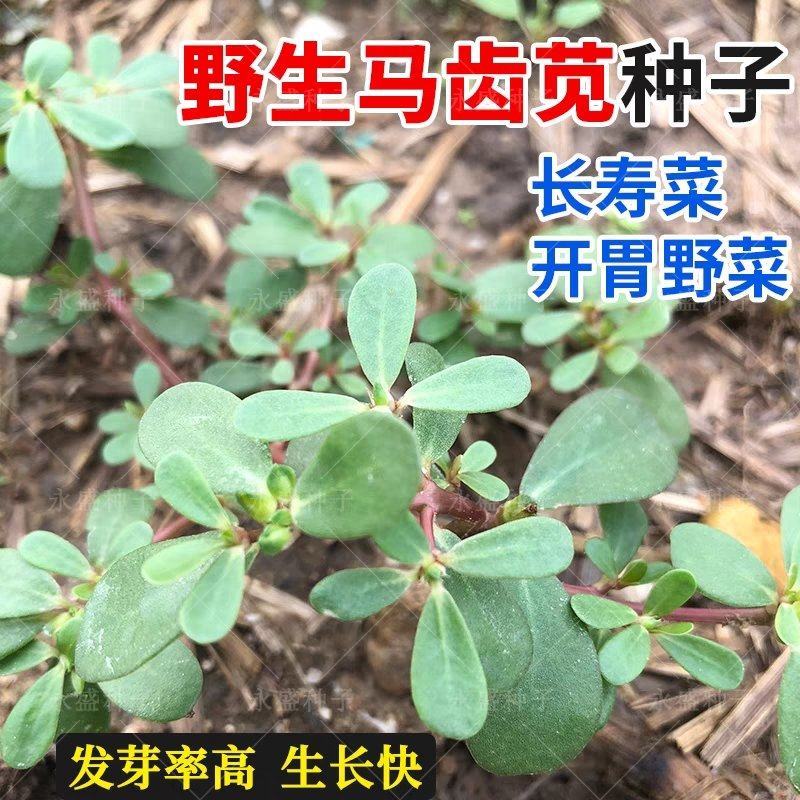 野生食用马齿苋种子马芷苋籽种太阳花马苋菜蔬菜种四季种植