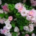 藤本月季/爬藤月季/蔷薇花苗/四季开花/庭院阳台
