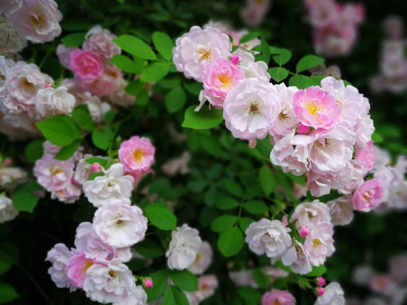 藤本月季/爬藤月季/蔷薇花苗/四季开花/庭院阳台