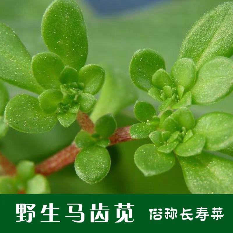 野生食用马齿苋种子马芷苋籽种太阳花马苋菜蔬菜种四季种植