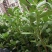 野生食用马齿苋种子马芷苋籽种太阳花马苋菜蔬菜种四季种植