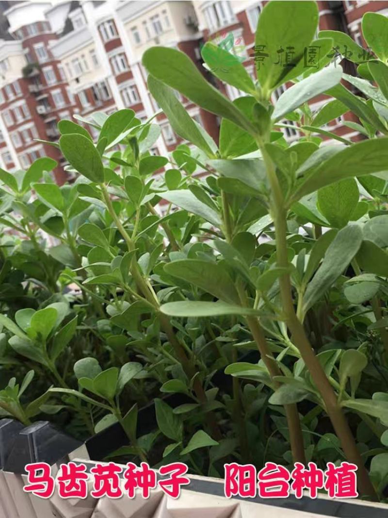 野生食用马齿苋种子马芷苋籽种太阳花马苋菜蔬菜种四季种植