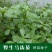 野生食用马齿苋种子马芷苋籽种太阳花马苋菜蔬菜种四季种植