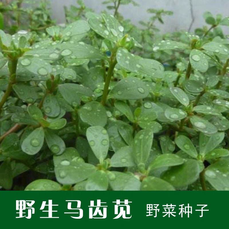 野生食用马齿苋种子马芷苋籽种太阳花马苋菜蔬菜种四季种植