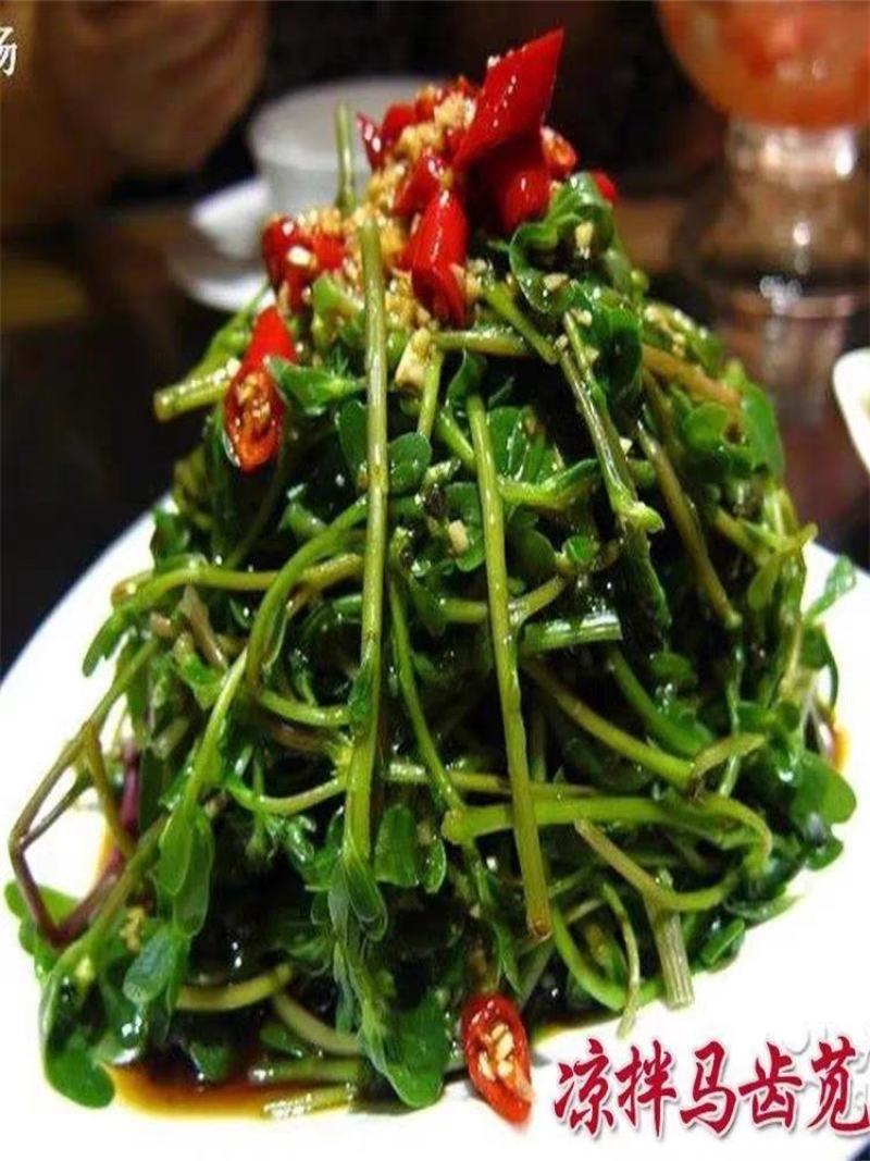 野生食用马齿苋种子马芷苋籽种太阳花马苋菜蔬菜种四季种植