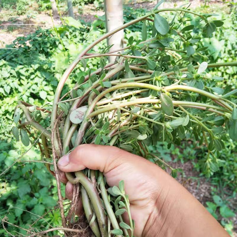 野生食用马齿苋种子马芷苋籽种太阳花马苋菜蔬菜种四季种植