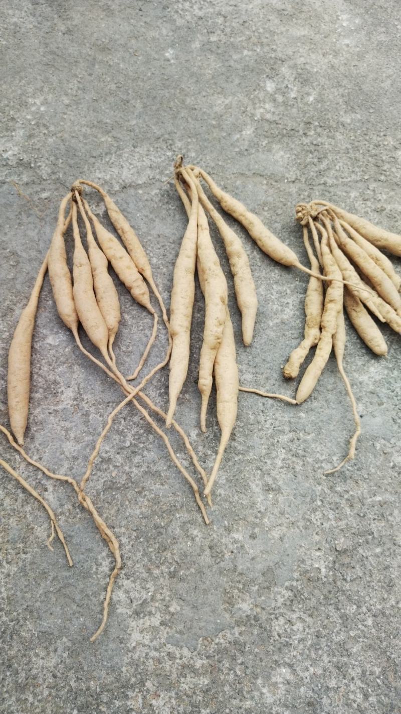 现挖百部苗，红花种子苗，白花百部苗。产量高，包回收
