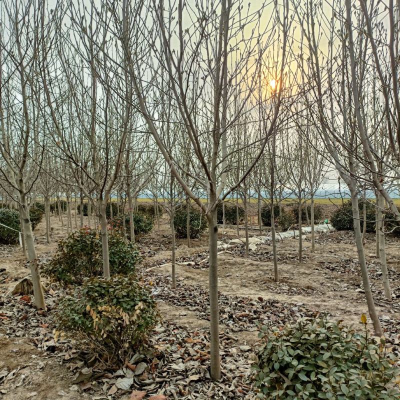 红玉兰树，黄玉兰树，地径4-12公分，记基地现货