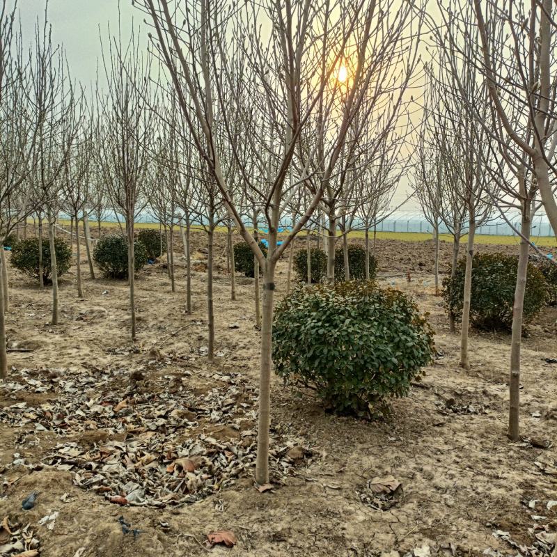 红玉兰树，黄玉兰树，地径4-12公分，记基地现货