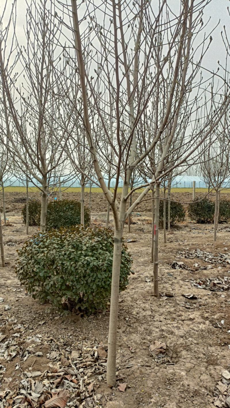 红玉兰树，黄玉兰树，地径4-12公分，记基地现货