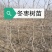 沾冬二号冬枣树苗