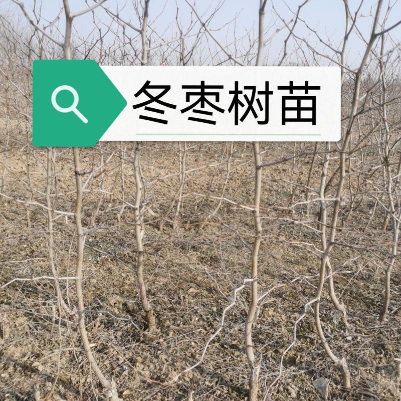 沾冬二号冬枣树苗