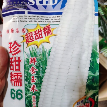 水果玉米种子黄色水果玉米种子甜玉米种子