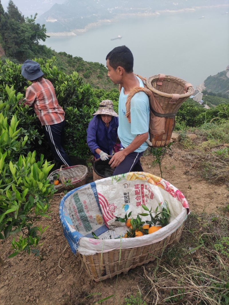 自家果园，湖北伦晚脐橙，纯甜橙子，大量供应，可代发