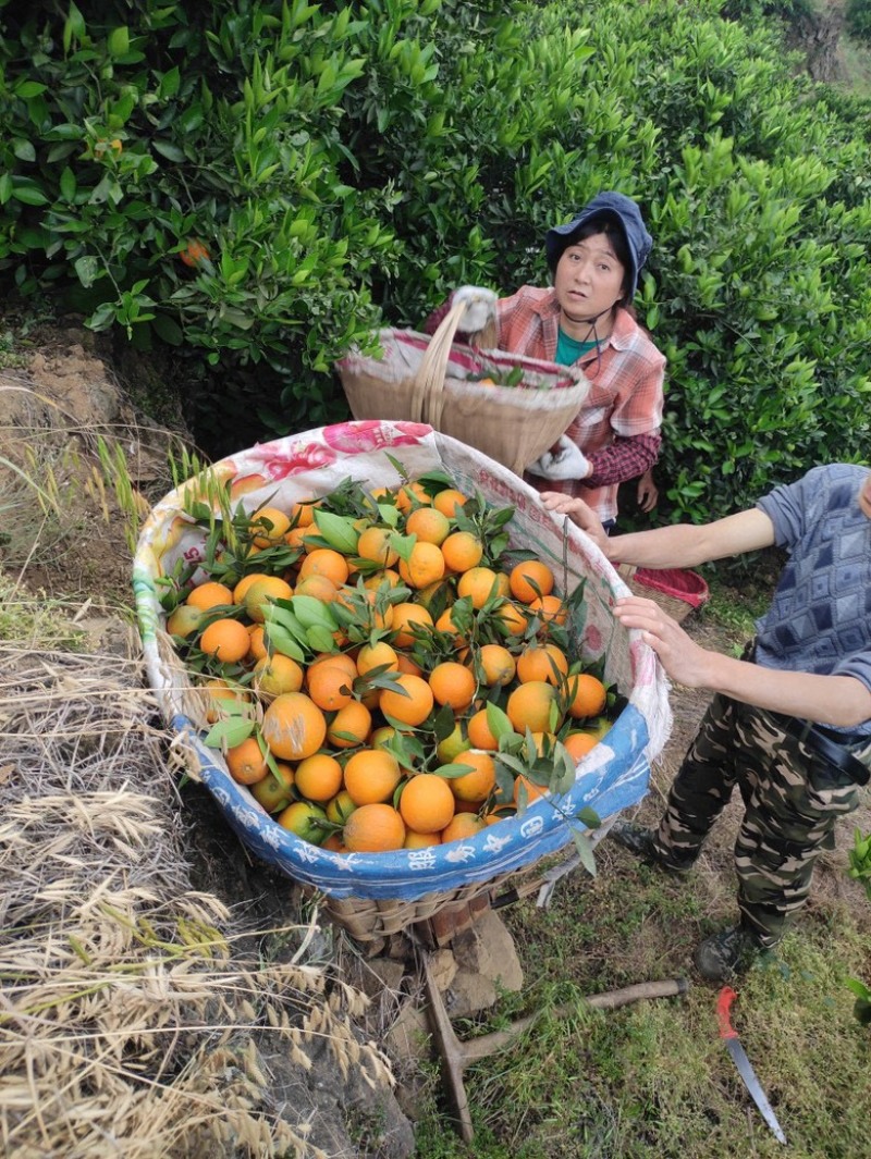 自家果园，湖北伦晚脐橙，纯甜橙子，大量供应，可代发