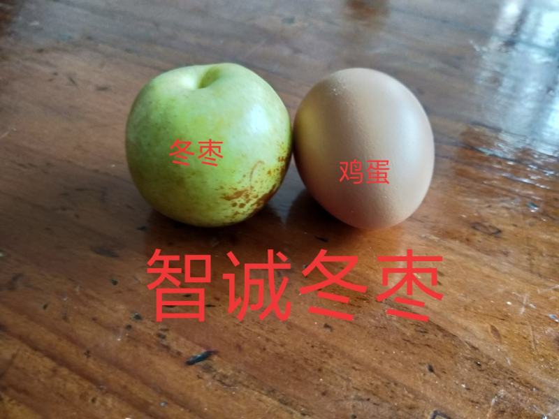 沾冬二号冬枣树苗