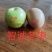 沾冬二号冬枣树苗