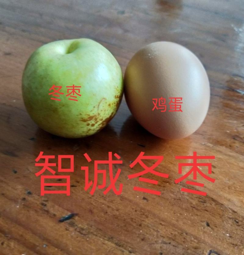 沾冬二号冬枣树苗