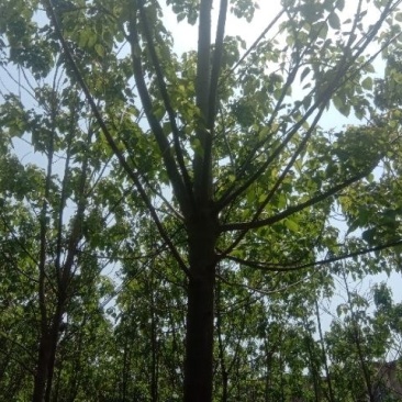 楸树