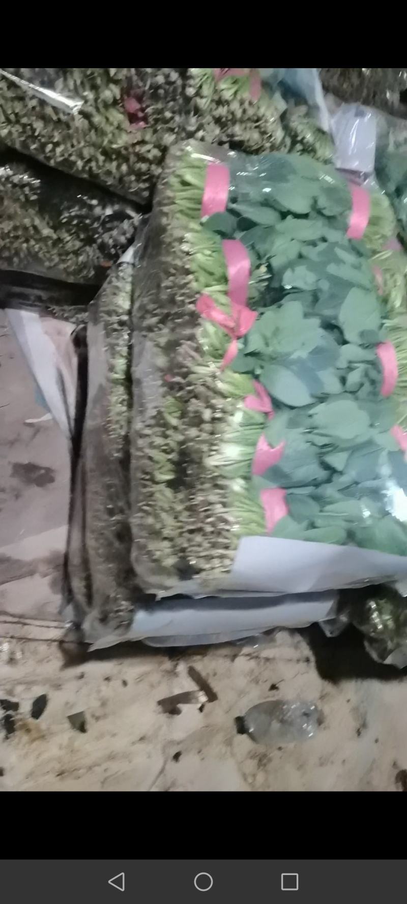 优质黑叶菠菜产地直供，欢迎各地老板来电洽谈合作