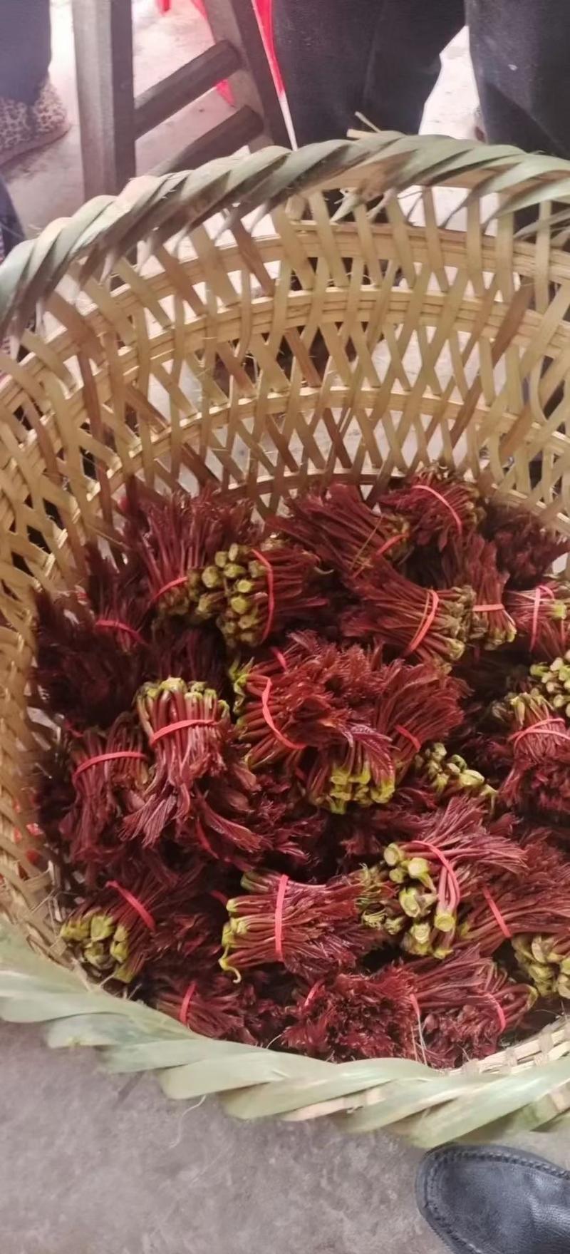 红油香椿芽产地直供货源稳定，提供当天现摘代收代发