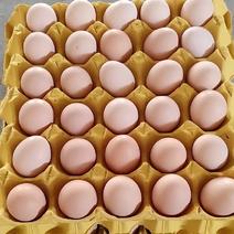 产区播报每日粉蛋底价，大码，中码，小码，双色，单色，普粉