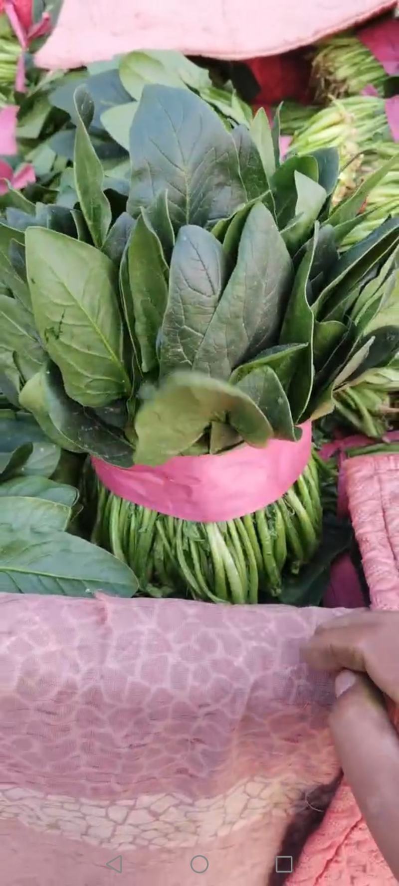 菠菜产地直供超市，各大市场，电商，产地一手货源，品质保障
