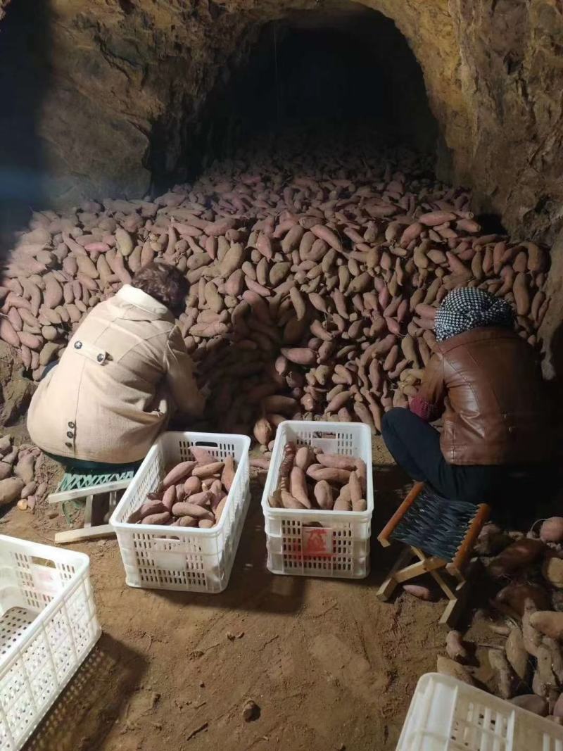 山东红薯产地价格行情西瓜红大量现货直销全国品质保证