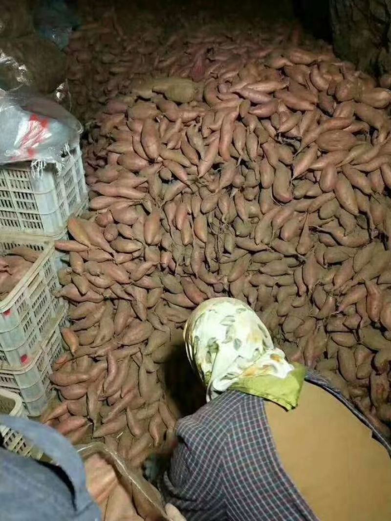 山东红薯产地价格行情西瓜红大量现货直销全国品质保证