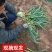 [蒜苗]红根蒜苗各种规格对接商超市场电商欢迎来电采