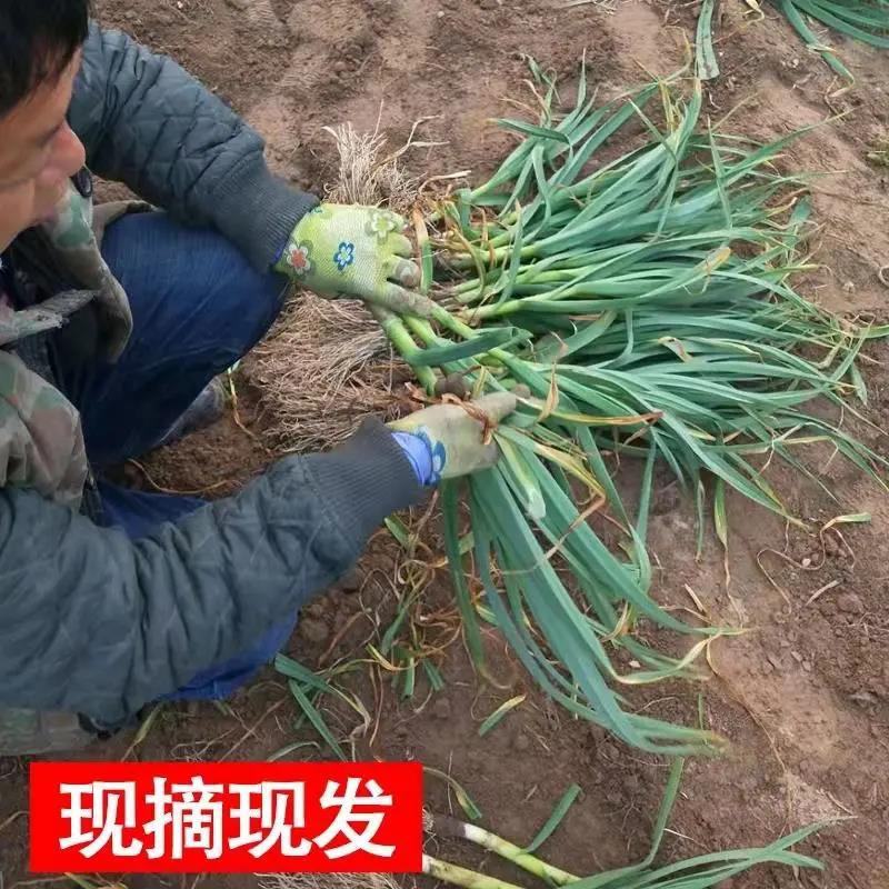 [蒜苗]红根蒜苗各种规格对接商超市场电商欢迎来电采
