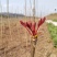 四川大竹县石河镇香椿芽3月10号上市