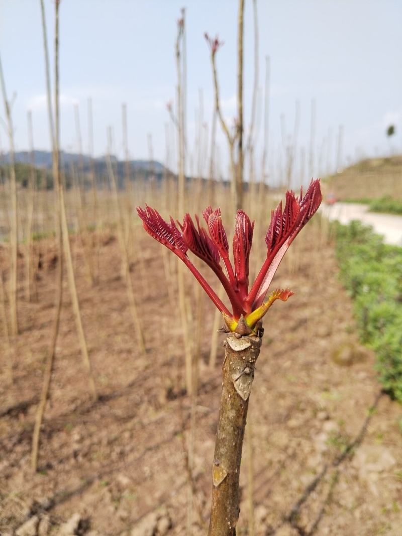 四川大竹县石河镇香椿芽3月10号上市