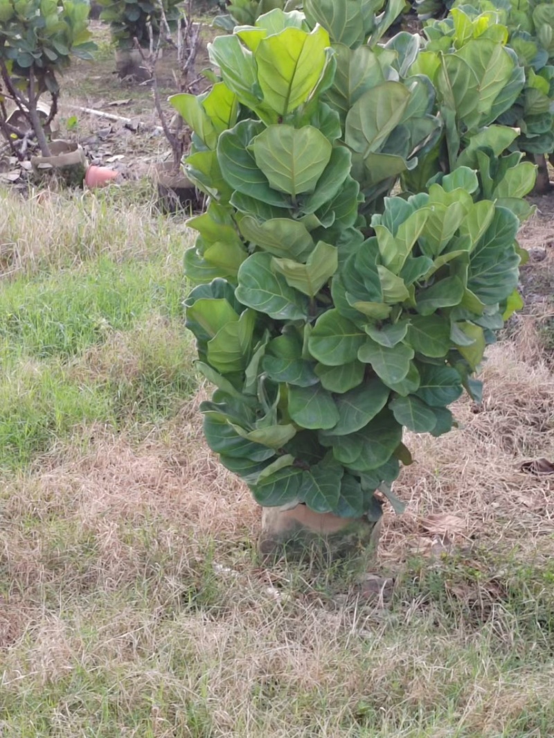 琴叶榕100-120-150-180-200各种规格齐全