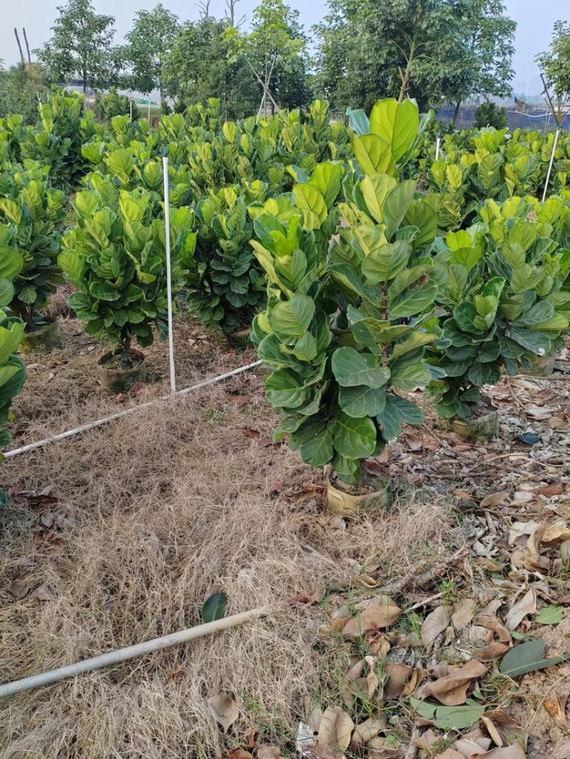 琴叶榕100-120-150-180-200各种规格齐全