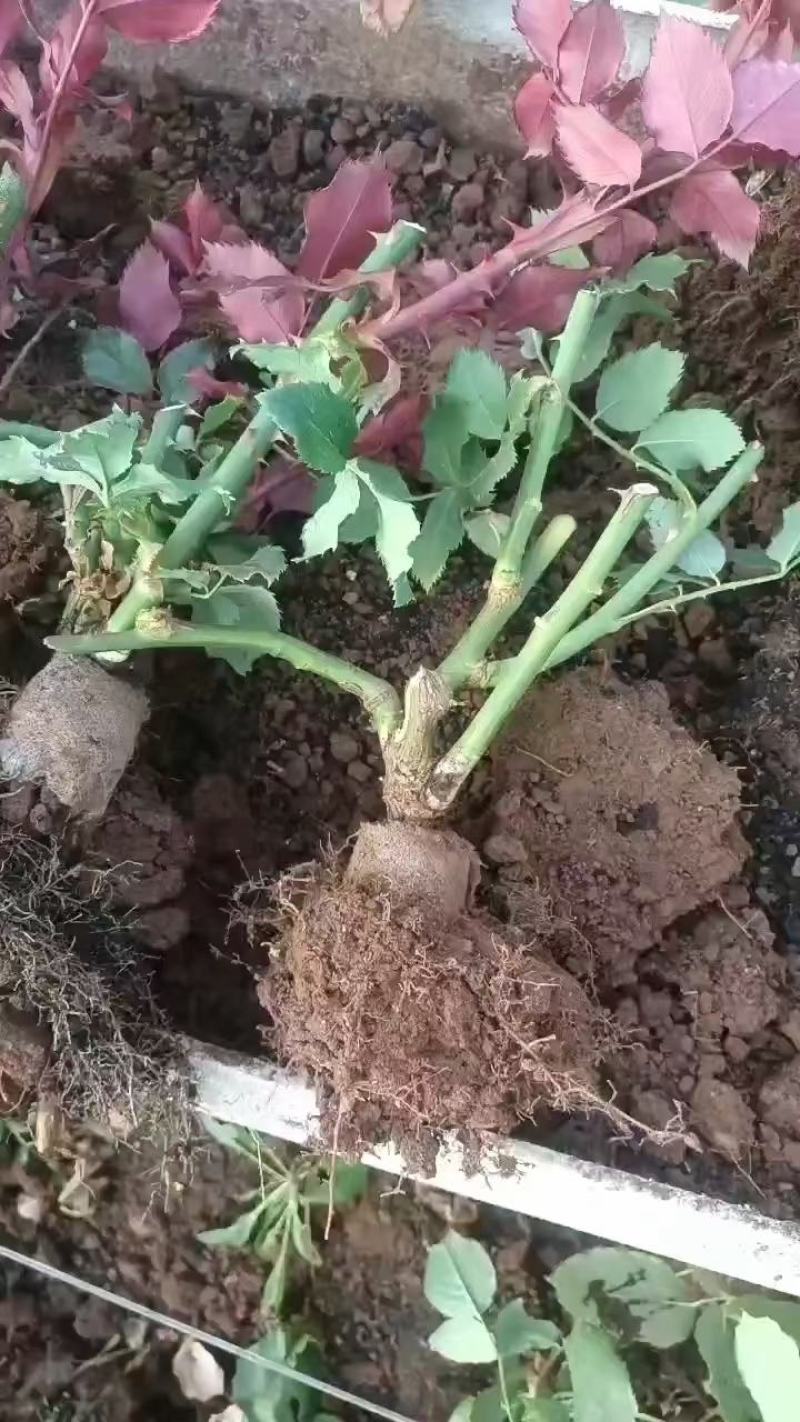 精品月季老桩