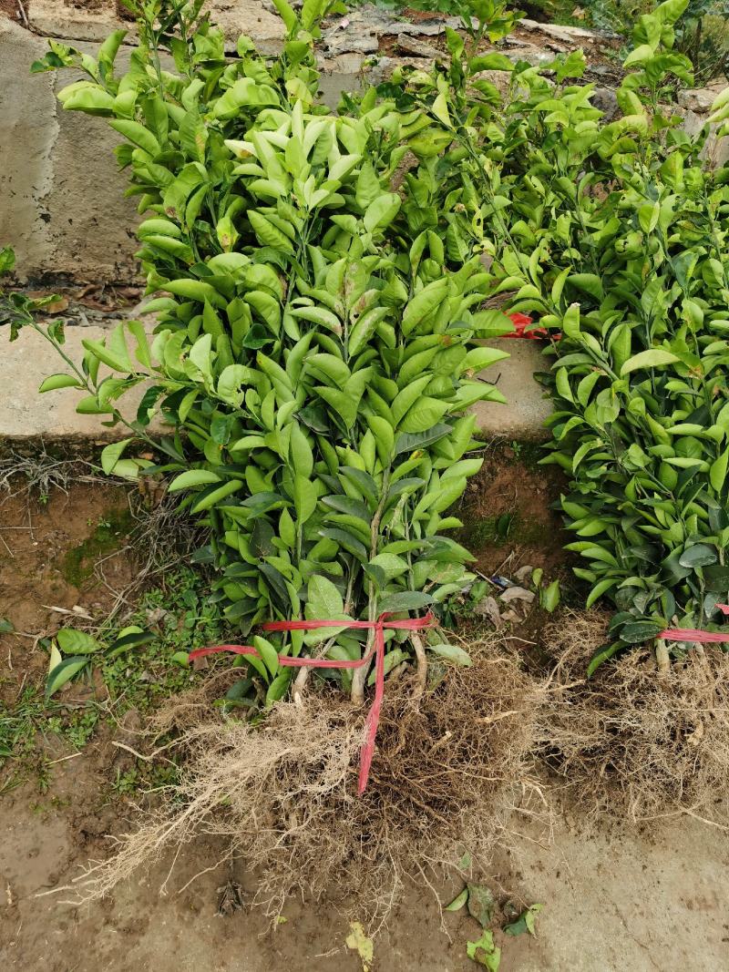 湘枳壳苗，枳壳药材嫁接苗，药材种苗，湖南药材苗