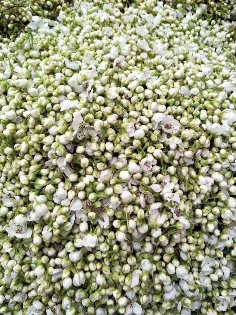 砀山鲜梨花，鲜花粒，梨花粉，粗粉，精粉，开始预售啦！