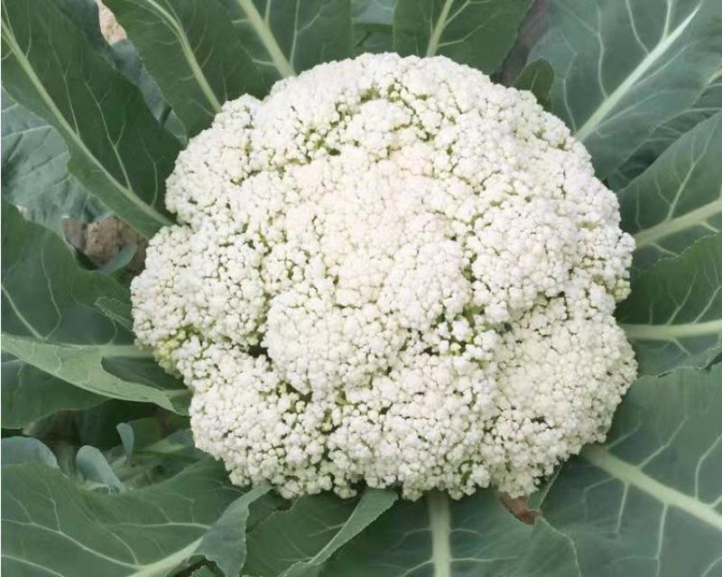云南新鲜现砍松花菜！
