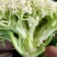 云南新鲜现砍松花菜！