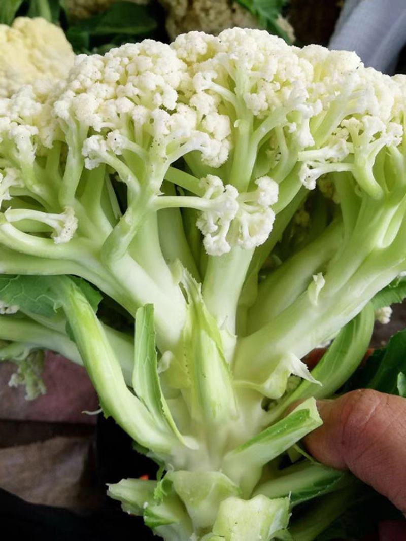 云南新鲜现砍松花菜！