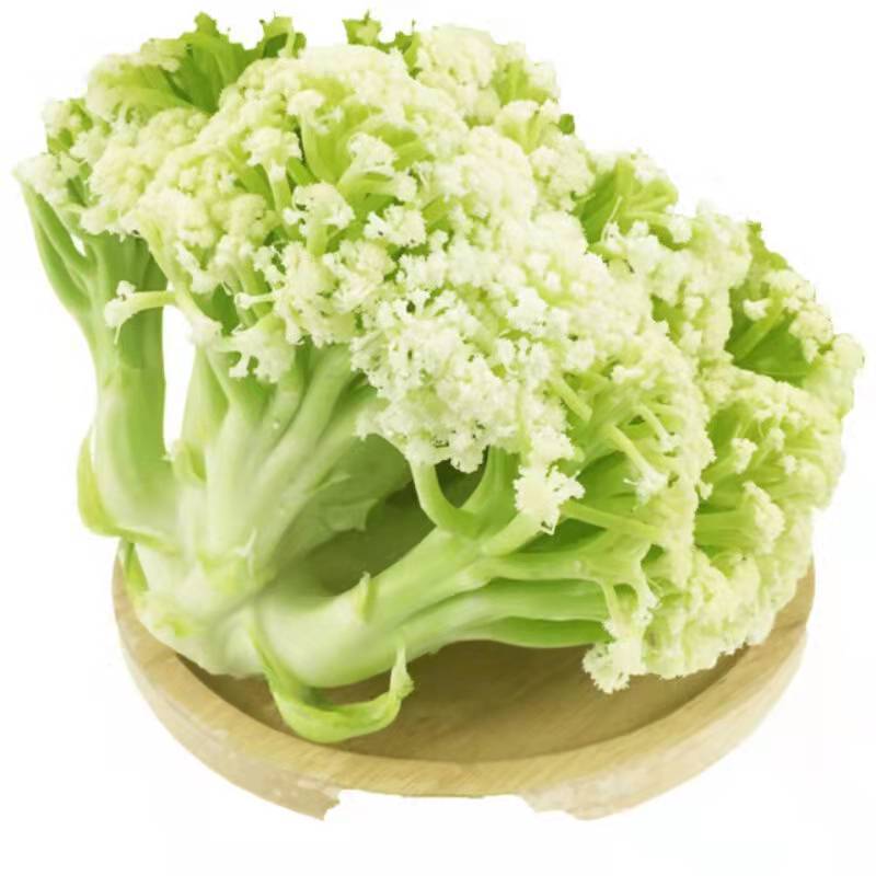 云南新鲜现砍松花菜！