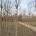 河北省保定市奥森苗圃场5公分垂柳10万棵6公分垂柳8万棵