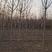 河北省保定市奥森苗圃场5公分垂柳10万棵6公分垂柳8万棵