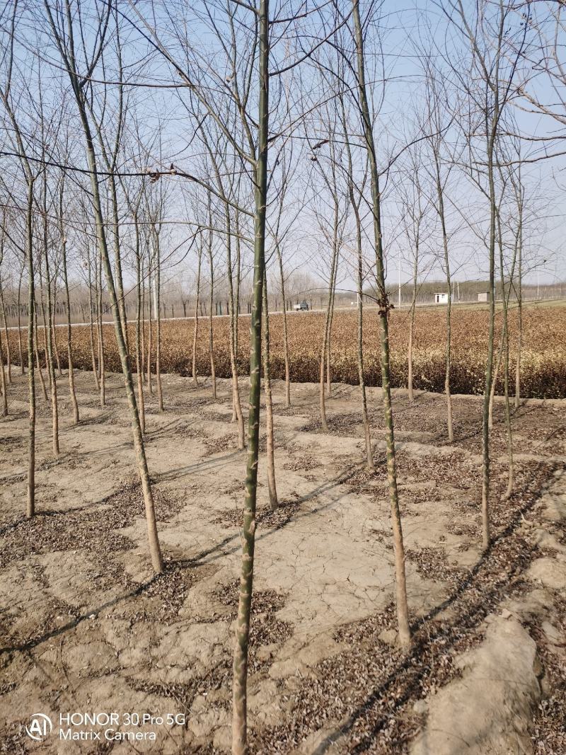 河北省保定市奥森苗圃场2公分垂柳20万棵3公分垂柳15万